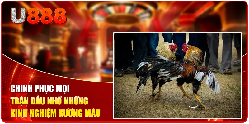 Kèo Đá Gà U888 - 3 Mẹo Săn Thưởng Triệu Đô Từ Chuyên Gia 3 Chinh phục mọi trận đấu nhờ những kinh nghiệm xương máu