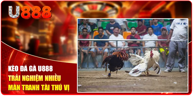 Kèo Đá Gà U888 - 3 Mẹo Săn Thưởng Triệu Đô Từ Chuyên Gia 1 Kèo đá gà U888 trải nghiệm nhiều màn tranh tài thú vị