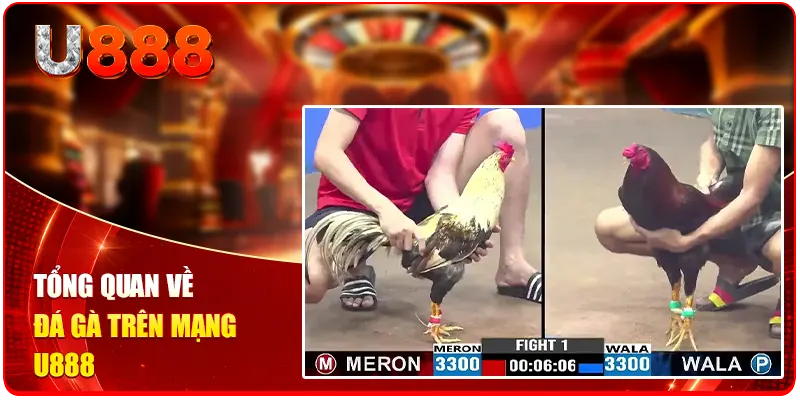 Đá Gà Trên Mạng U888 - Đẳng Cấp Chọi Kê Trực Tuyến Số 1 1 Tổng quan về đá gà trên mạng U888
