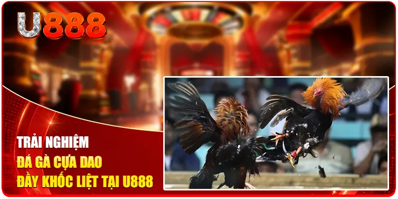 Đá Gà Trên Mạng U888 - Đẳng Cấp Chọi Kê Trực Tuyến Số 1 2 Trải nghiệm đá gà cựa dao đầy khốc liệt tại U888