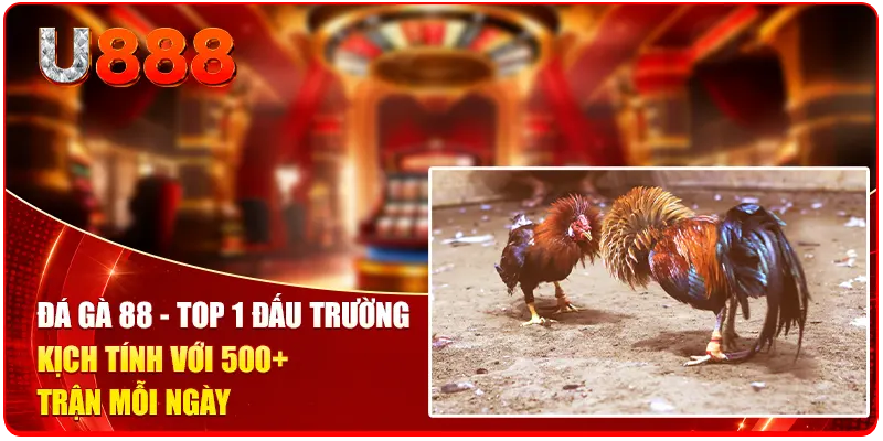 Đá Gà 88 - Top 1 Đấu Trường Kịch Tính Với 500+ Trận Mỗi Ngày