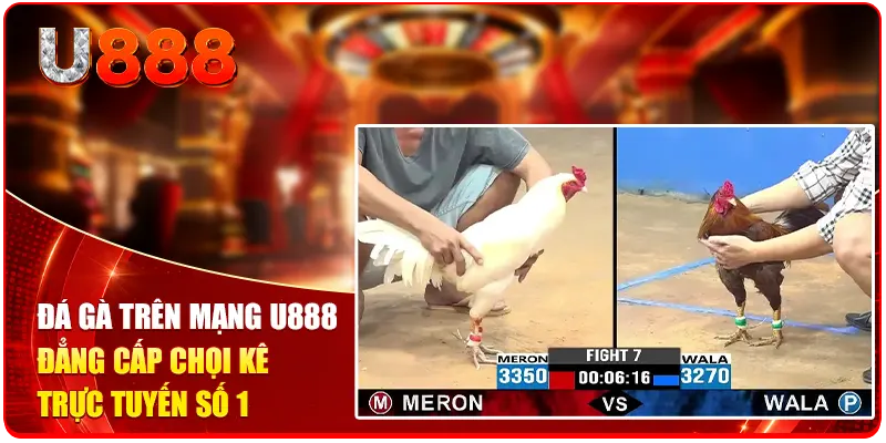 Đá Gà Trên Mạng U888 - Đẳng Cấp Chọi Kê Trực Tuyến Số 1
