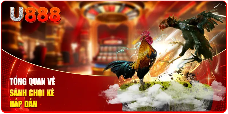 Tổng quan về sảnh chọi kê hấp dẫn